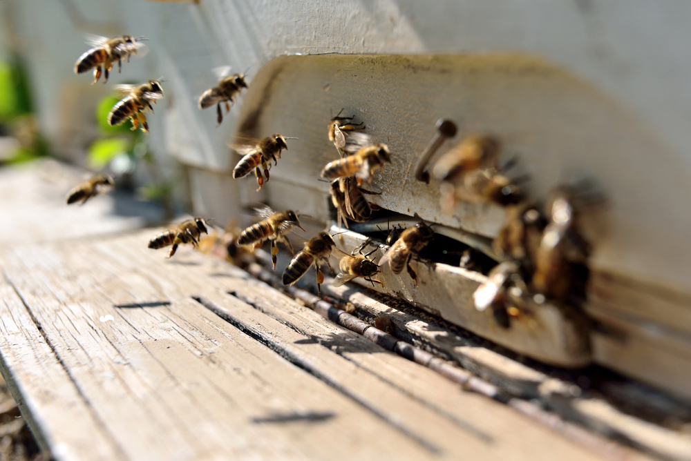 Udruženje pčelara: Herbicidi i insekticidi uništili 50 odsto pčela u Srpskoj