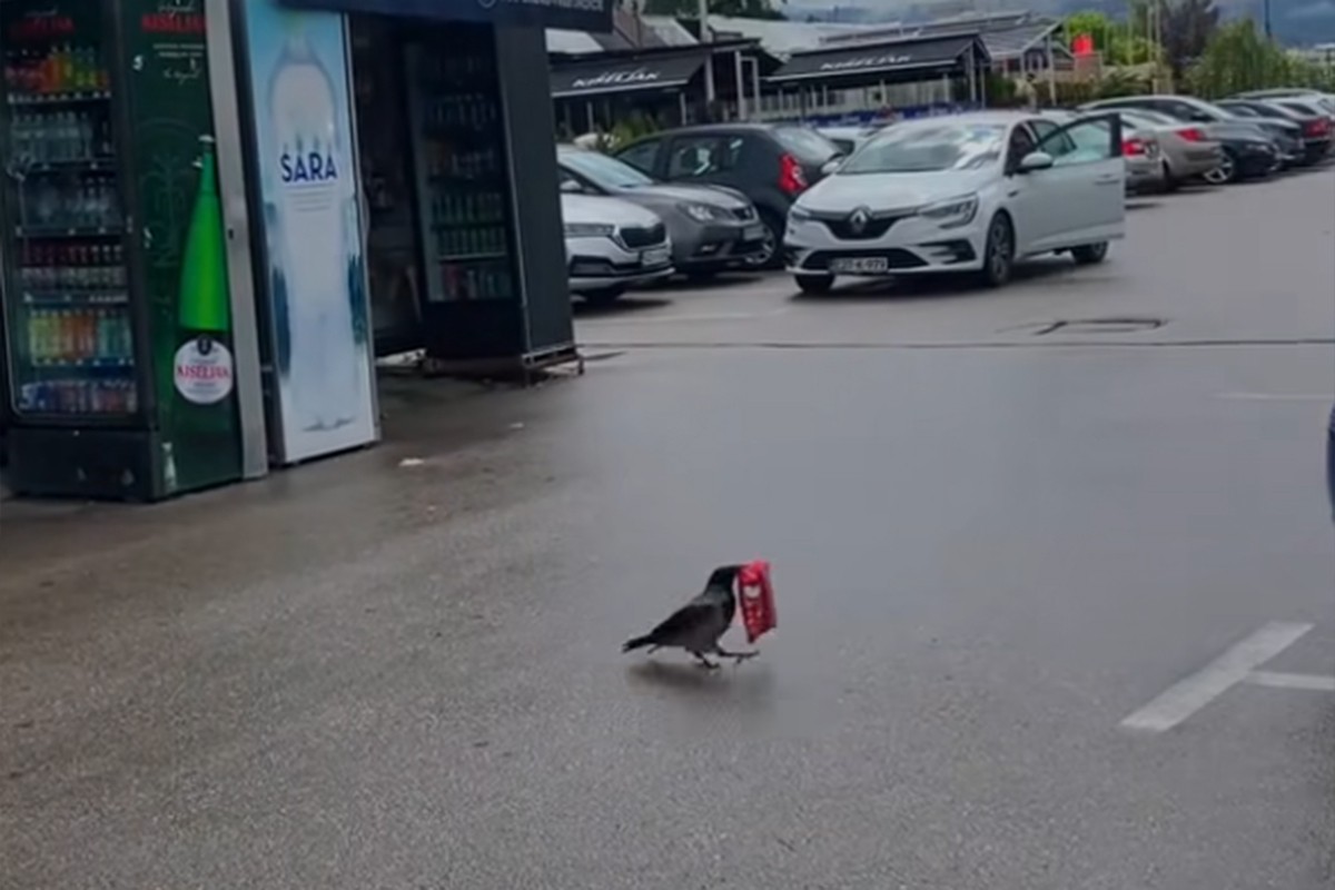 Viralni video iz Sarajeva: "Aj ti objasni šefu da je vrana ukrala smoki"