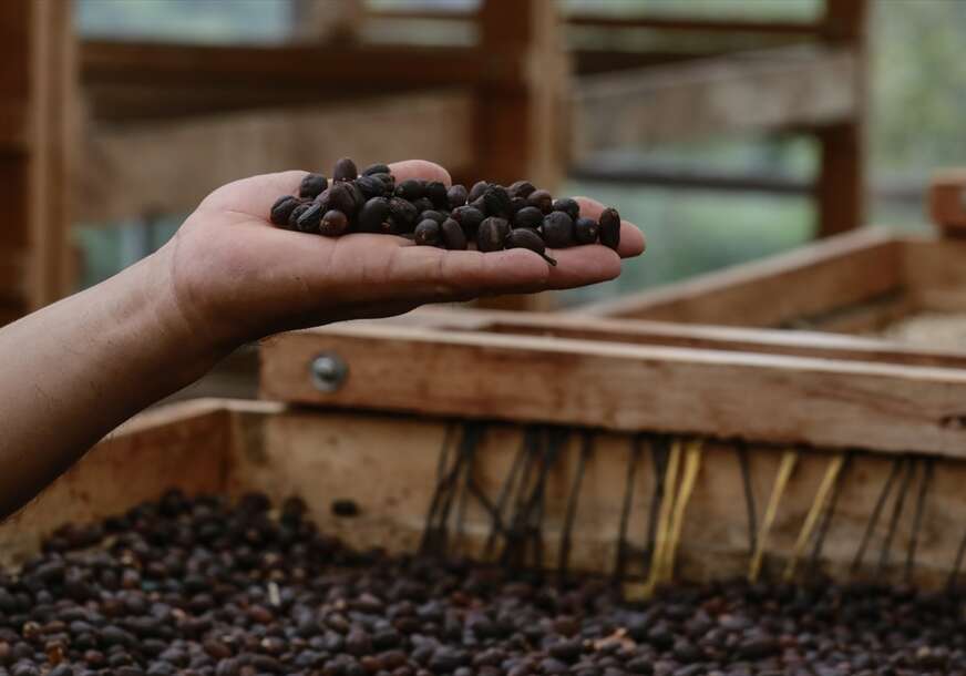 Ovogodišnja berba kafe dobro napreduje: Hoće li doći do pada globalne nabavne cijene