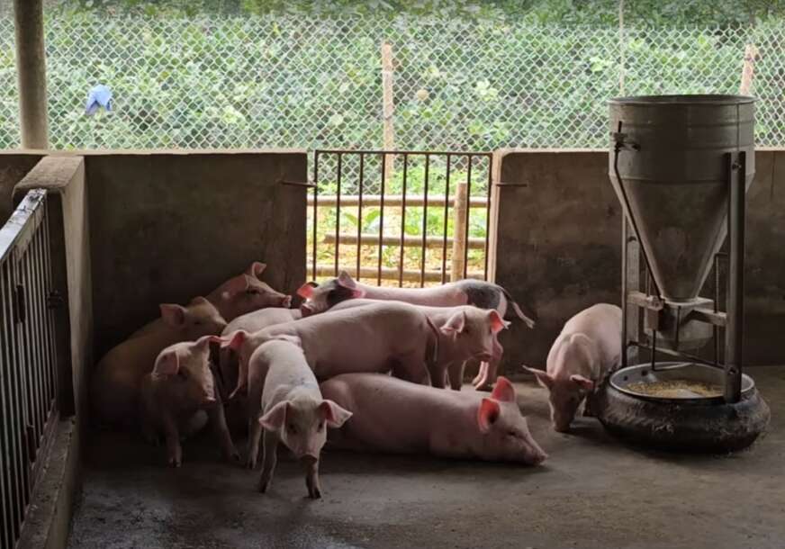 Farmeri opet oborili cijenu: Prasići upola jeftiniji nego uoči Đurđevdana