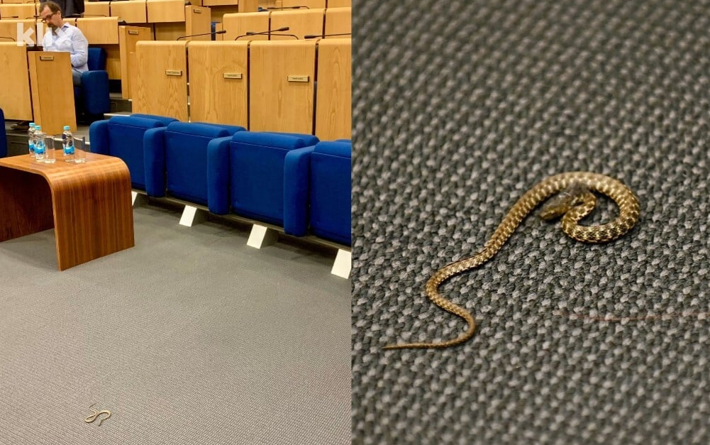 Bizarano: Zmija u sali Parlamenta FBiH