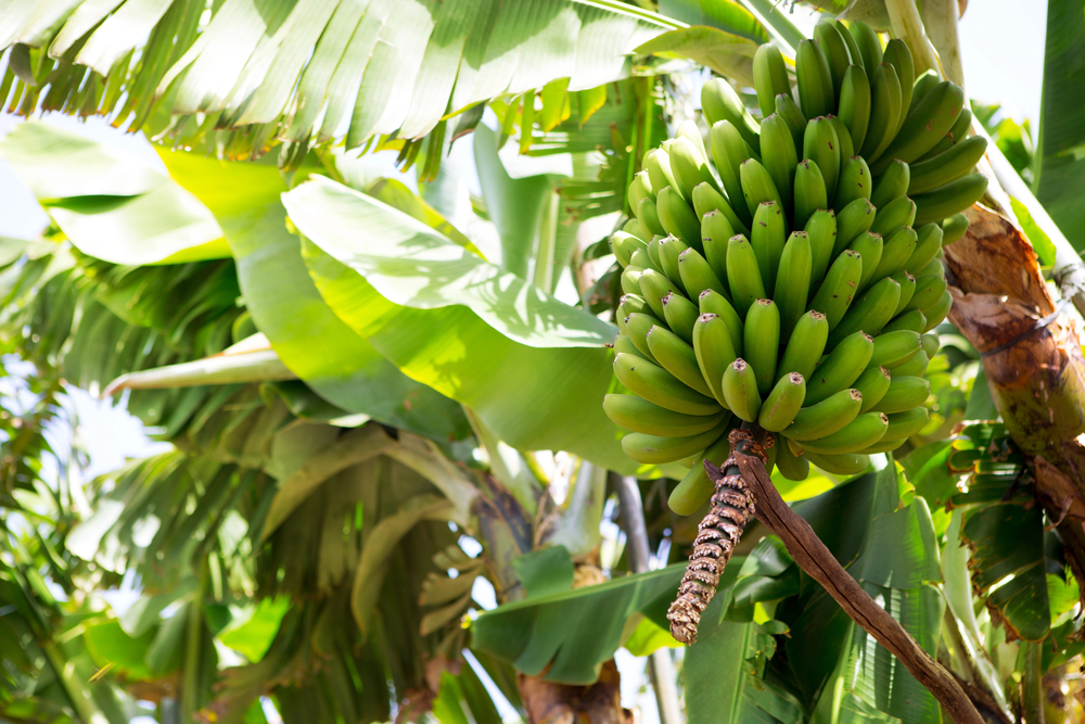 Panama proglasila vanredno stanje zbog banana