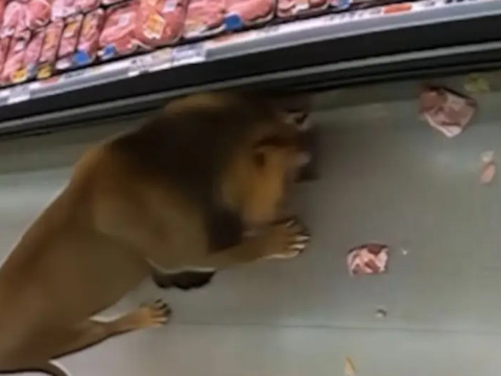 Nesvakidašnja scena: Lav ušetao u supermarket (VIDEO)