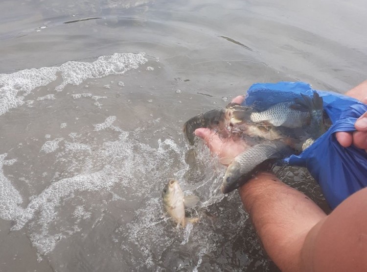 Članovi SRU "Drina" iz Janje pustili nove količine šarana u Drinu