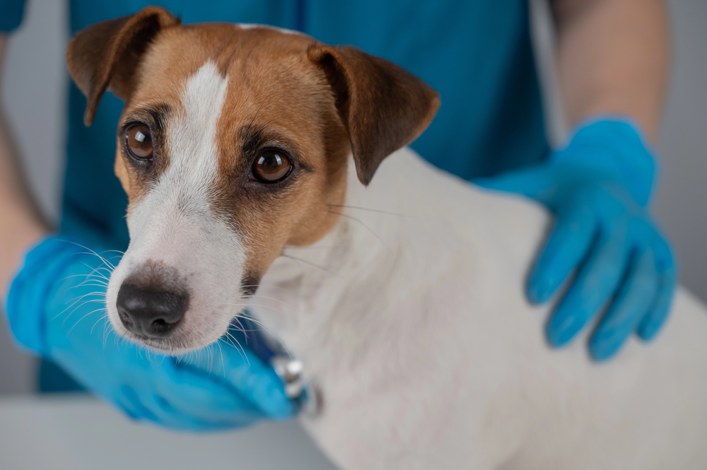 Veterinar iz BiH optužen za nesavjesno liječenje pasa