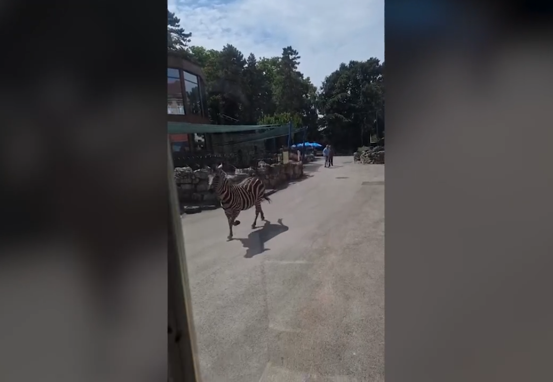 Zebra pobjegla iz Zoološkog vrta u Beogradu, povrijeđene tri osobe