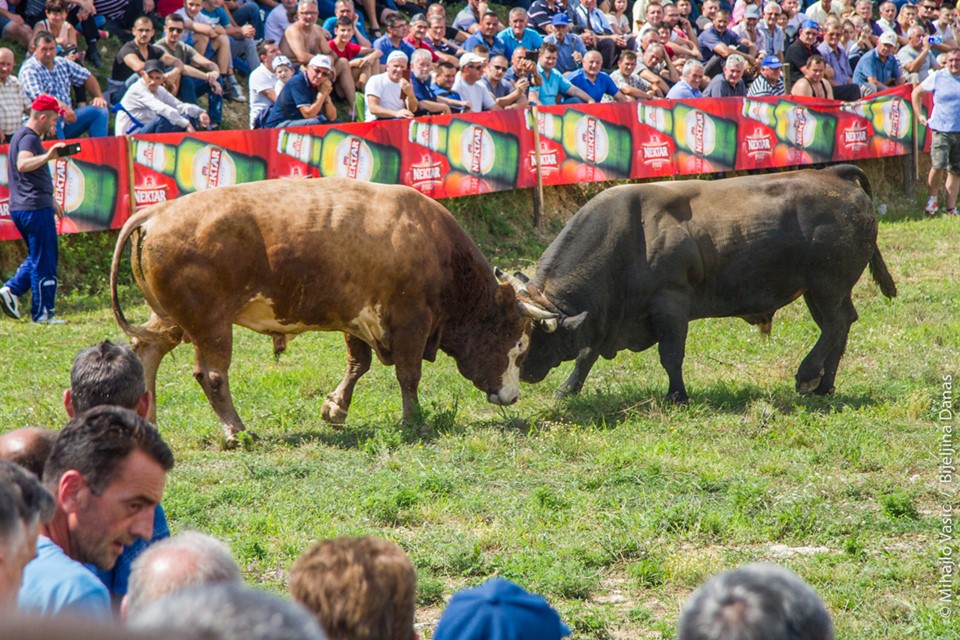 Hipodrom na Obriježi u znaku borbi bikova – korida stiže u Bijeljinu!