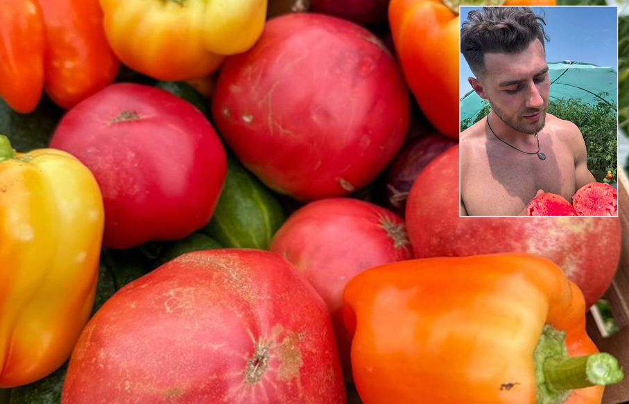 Ostao bez paradajza: Zdravko Perić iz Bijeljine najpoznatiji farmer u regionu (VIDEO)