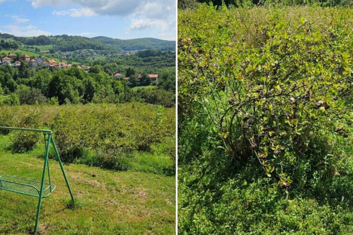 Vlasnik plantaže u BiH daje aroniju besplatno: Neka narod dođe i bere (FOTO)