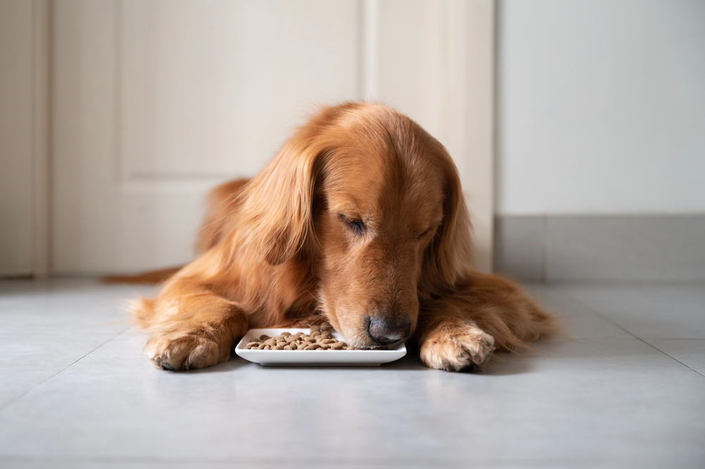 Veterinar objasnio kada psi treba da jedu - prije ili poslije šetnje?
