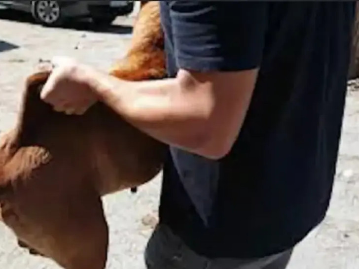 Sarajevo: Pitbul napao muškarca i majku sa bebom