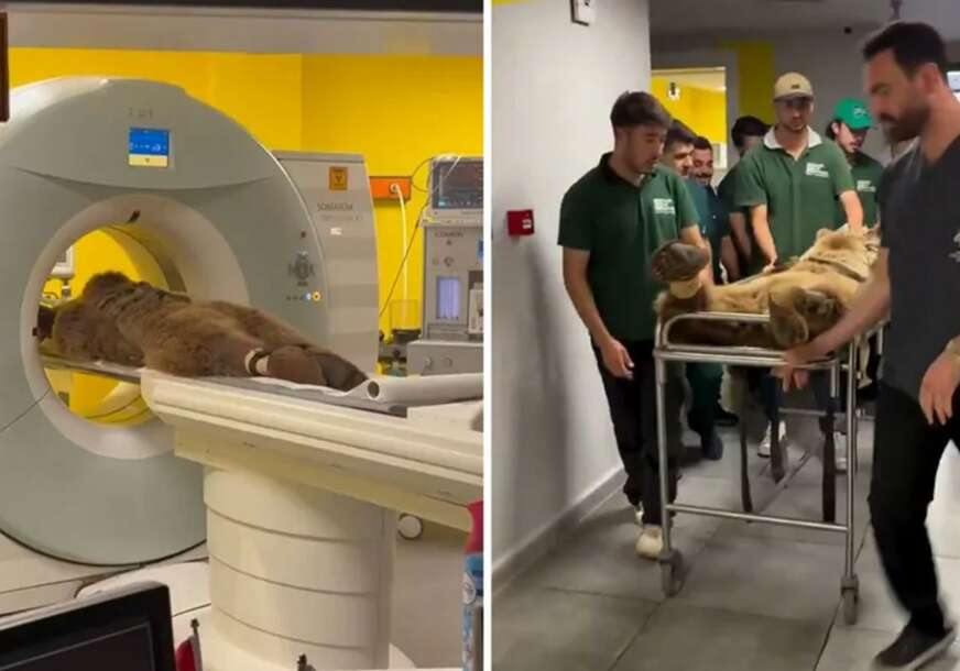 Medvjed se prejeo voća, pa završio u hitnoj VIDEO