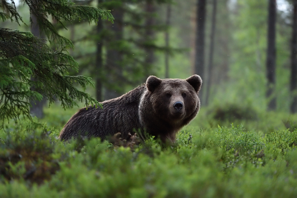 Lovac preživio napad medvjedice kod Kladnja: "Moja sreća da je puška bila puna" (FOTO)