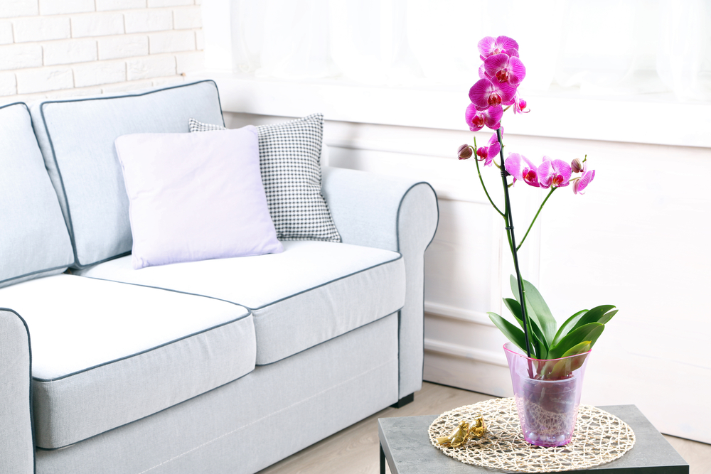 Kako da zaštitite orhideje zimi?