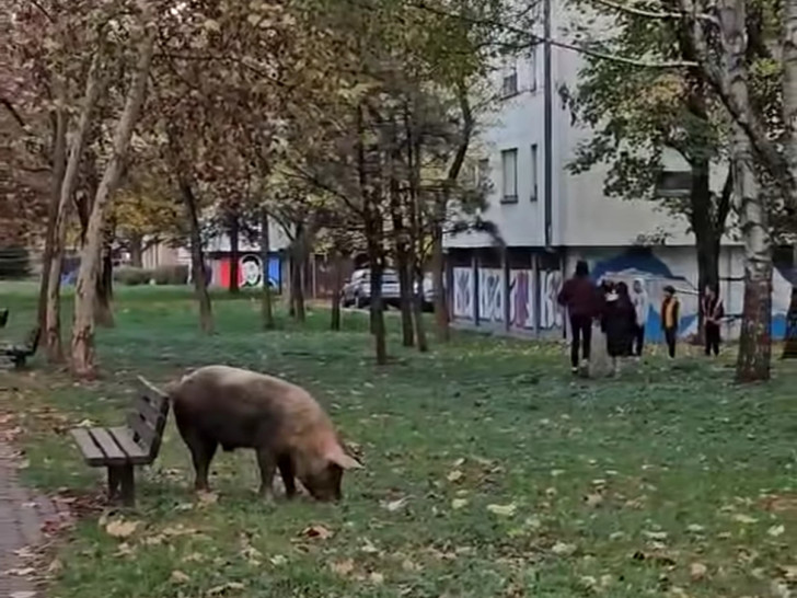 Prase prošetalo banjalučkim naseljem Obilićevo (VIDEO)