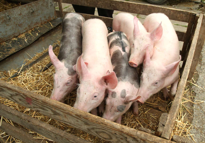 Prasići trenutno i do 7 KM, a evo kakve nas cijene čekaju uoči praznika