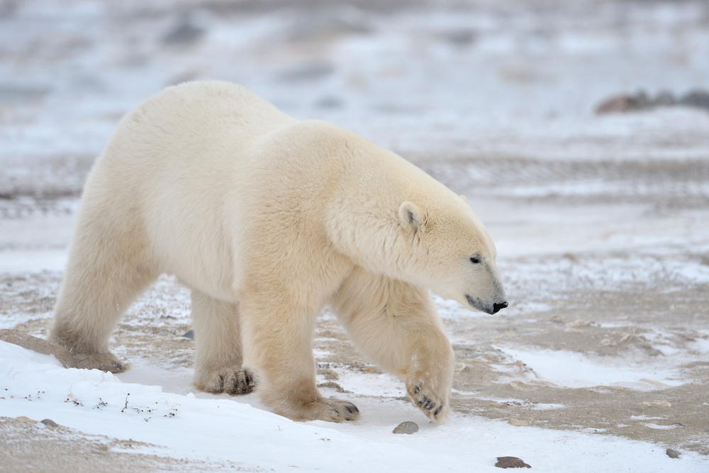 Genetske promjene pomažu polarnim medvjedima da se prilagode toploj klimi