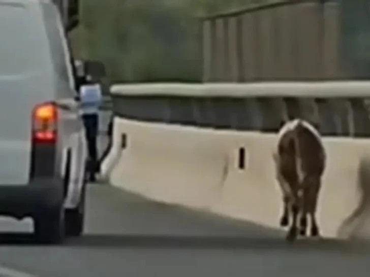 Nesvakidašnji slučaj kod Kaknja: Tele trčalo auto-putem (VIDEO)
