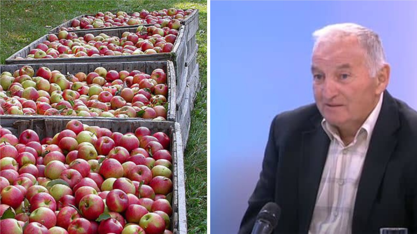 Dojčinović: Dobar rod, loš kvalitet voća