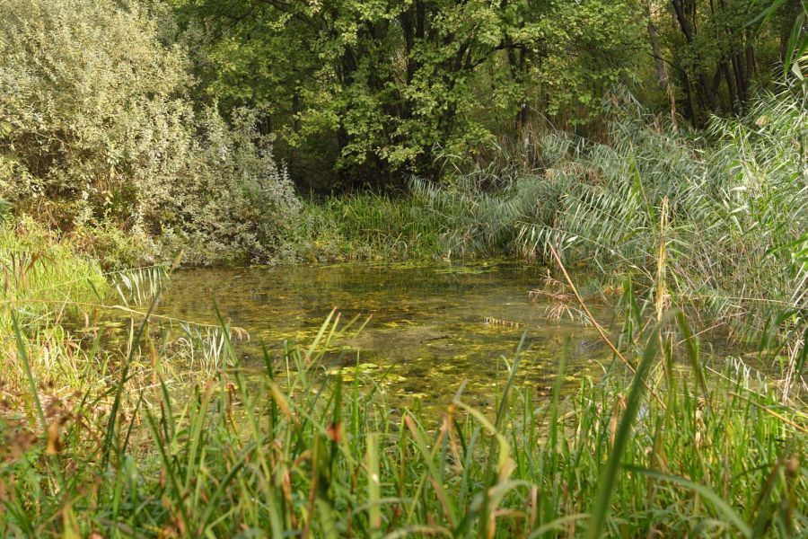 Plan restauracije zaštićenog staništa „Gromiželj“ na javnom uvidu