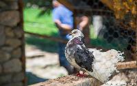 FOTO/VIDEO Etno selo "Stanišići", dragulj turizma Semberije