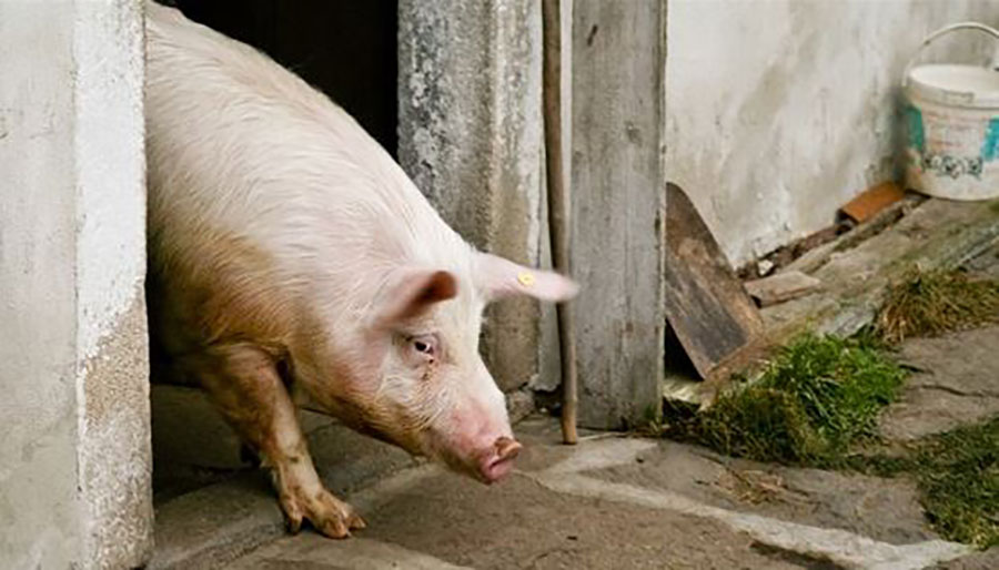 Za opasnu zaraznu bolest svinja, jedini lijek stroga kontrola granice