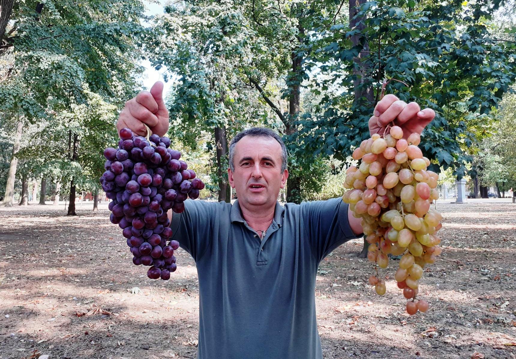 Siniša iz Batkovića uzgaja čak 50 sorti grožđa i ima srce veliko kao Rusija FOTO