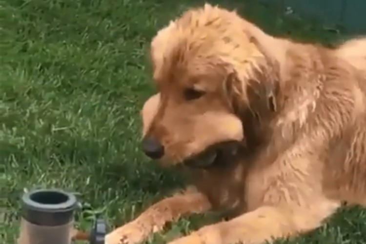VIDEO Pas pronašao zagubljene loptice, pogledajte koliko ih je stavio u usta