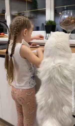Kefir je možda najveći mačak na svetu, ali je pravi „nežni džin"