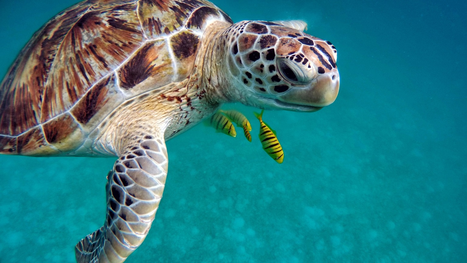 Zbog čega je Royal Island Resort & Spa najbolja opcija za smeštaj na Maldivima?