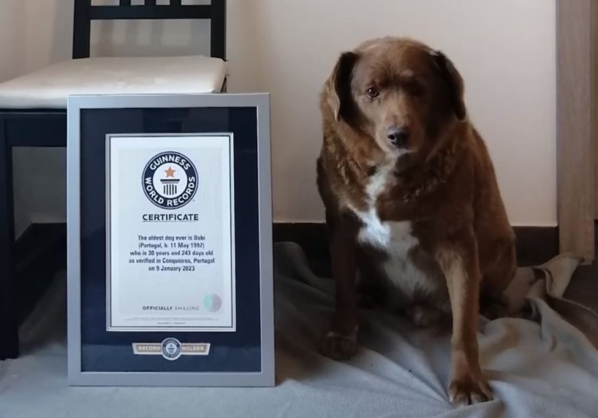 Ušao u Ginisovu knjigu rekorda: Bobi je najstariji pas svih vremena