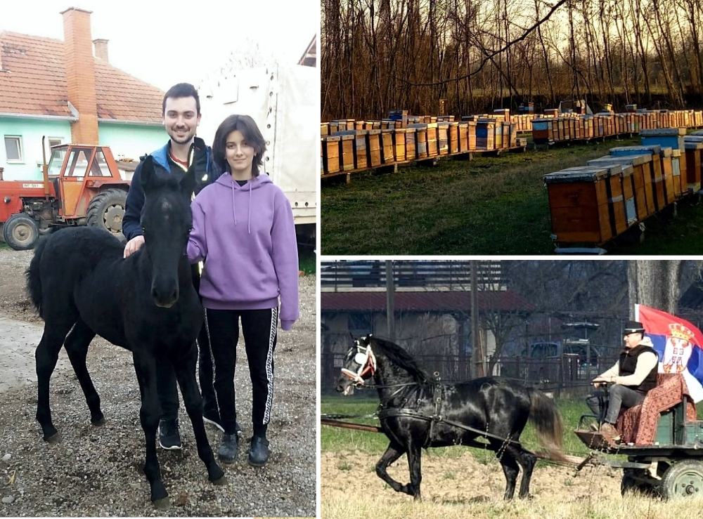 Domaćinstvo Leginovića iz Međaša: Uzgoj konja i pčelarstvo kao ljubav i hobi (FOTO)