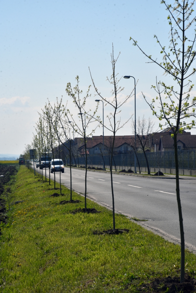 Počela akcija „April – mjesec čistoće“ - 150 novih sadnica u Ulici mučenika Romanovih