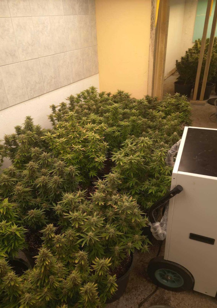 Gradiška: Pronađeno 62 kg droge, krali struju za laboratoriju (FOTO)