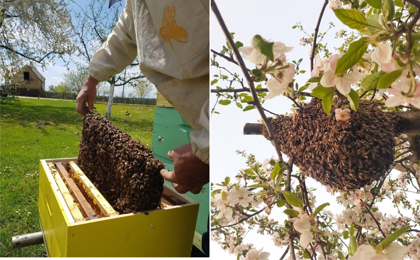 Pčelarske muke: Vrijeme je rojenja, šta kada vam roj pobjegne?