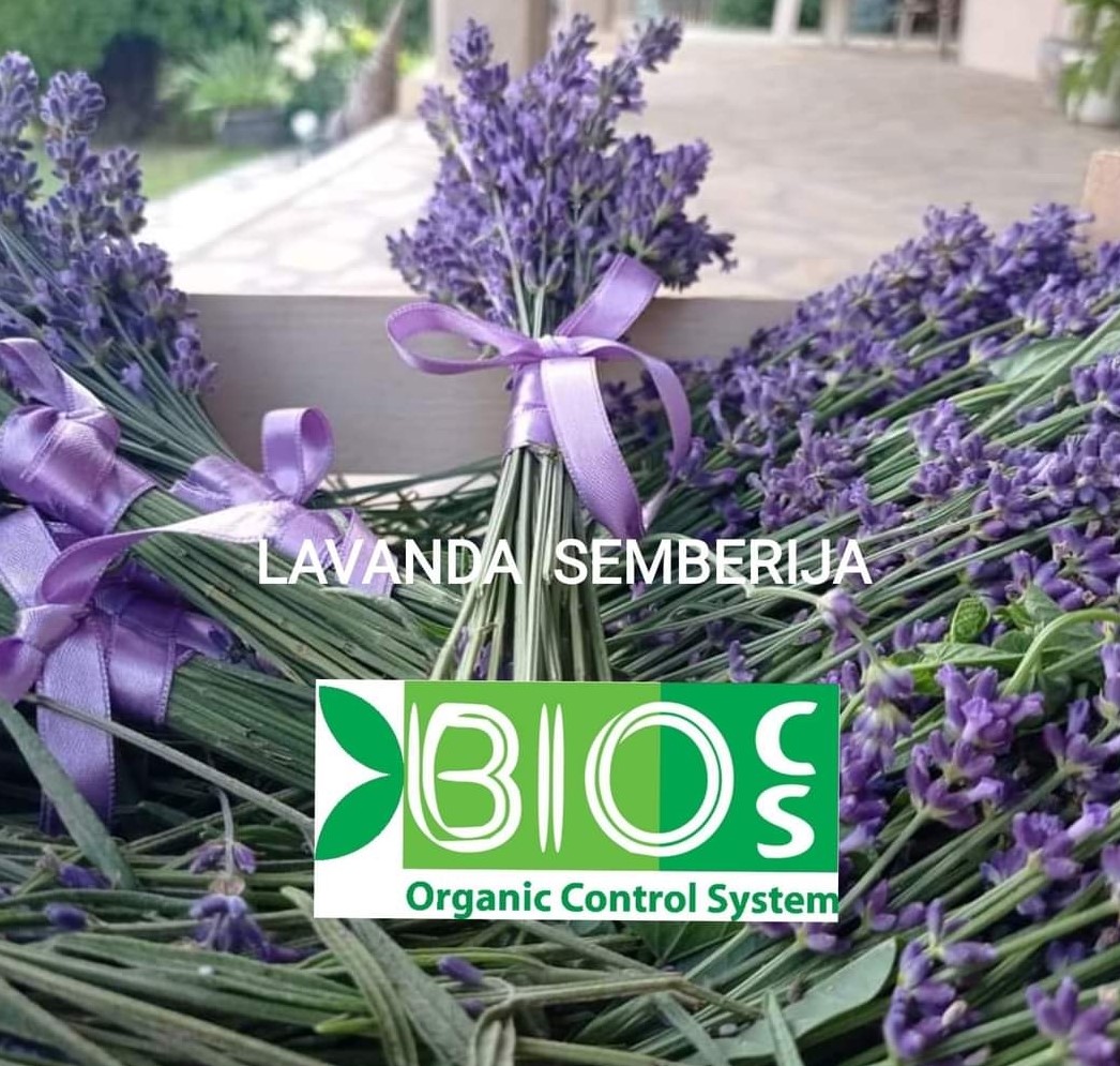 Semberija miriše na lavandu iz Međaša!