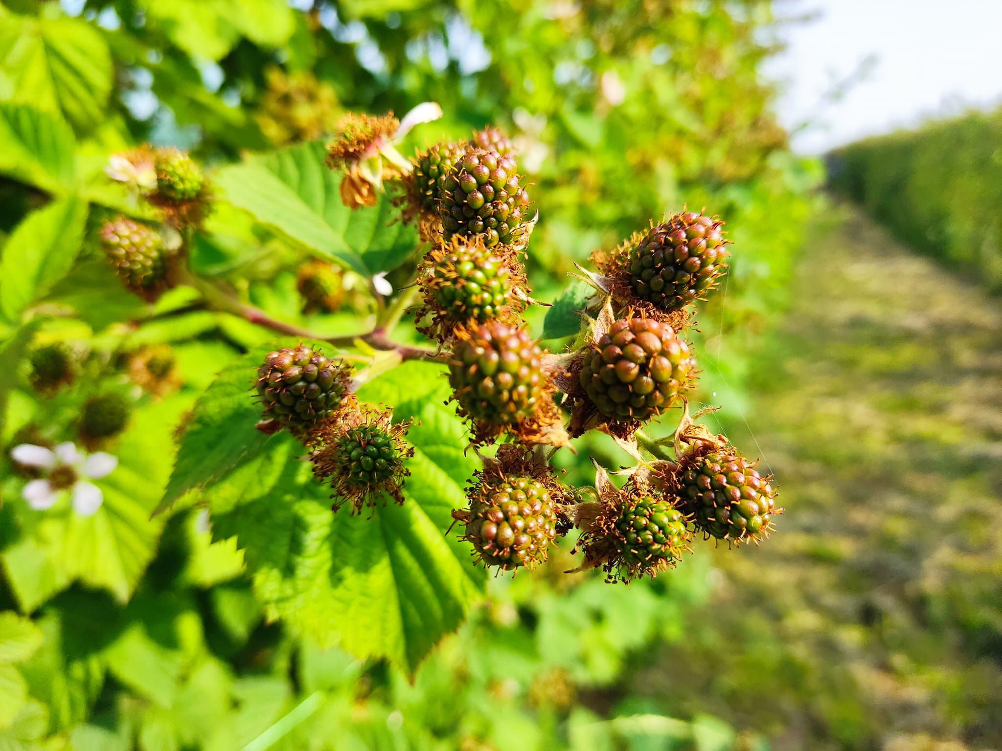 Aronija i kupina iz semberske ravnice sa plantaža porodice Pejić