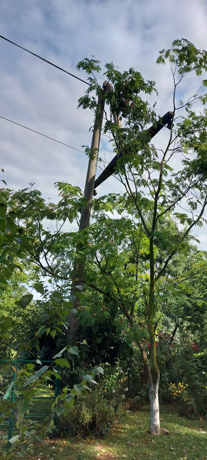 Elektro-Bijeljina: Dalekovodi i mreža u lošem stanju, molimo građane za stpljenje FOTO
