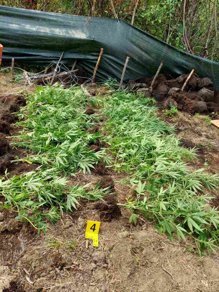 Velika akcija u Loparama: Pronađena plantaža sa 172 kilograma indijske konoplje, uhapšeno jedno lice FOTO