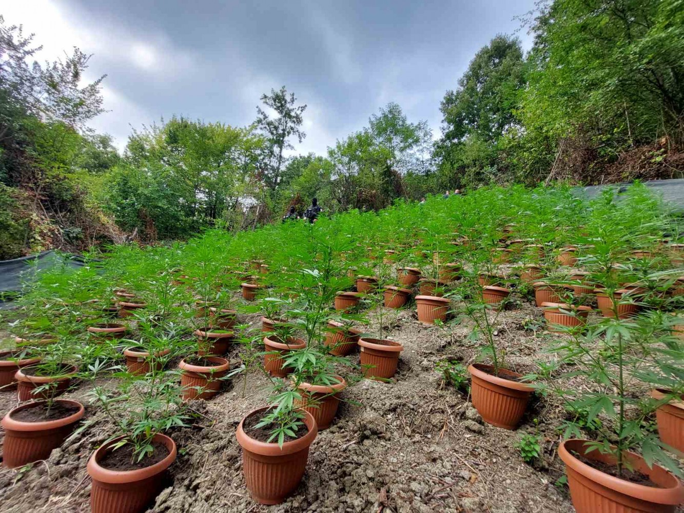 Velika akcija u Loparama: Pronađena plantaža sa 172 kilograma indijske konoplje, uhapšeno jedno lice FOTO