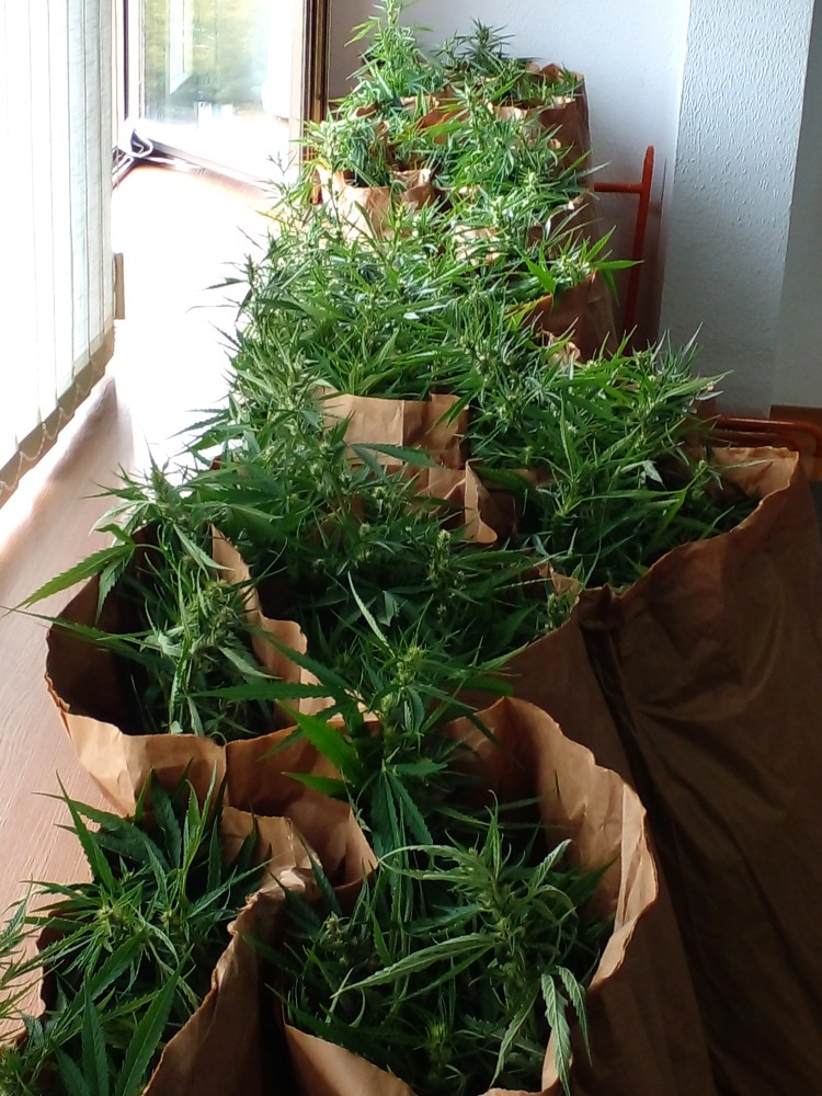 Velika akcija u Loparama: Pronađena plantaža sa 172 kilograma indijske konoplje, uhapšeno jedno lice FOTO