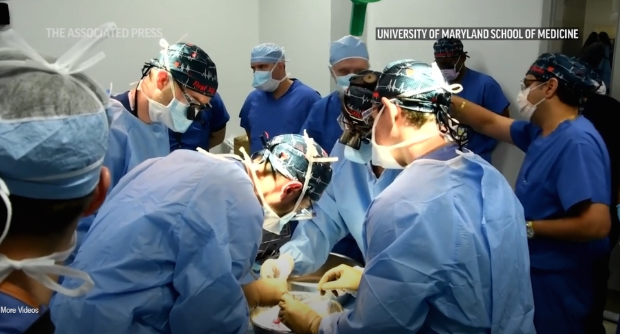 Uspješno obavljena druga transplantacija svinjskog srca čovjeku