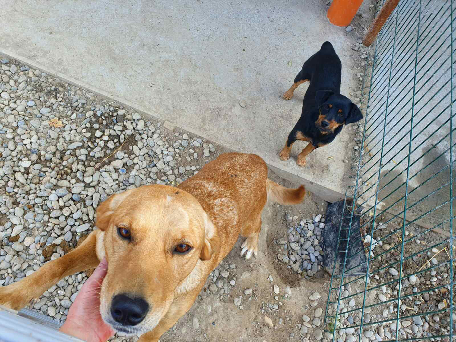 Bijeljina: Udruženja "Medo" i "Aska" trenutno brinu o više od 120 pasa i mačaka, svaka pomoć dobrodošla (FOTO)