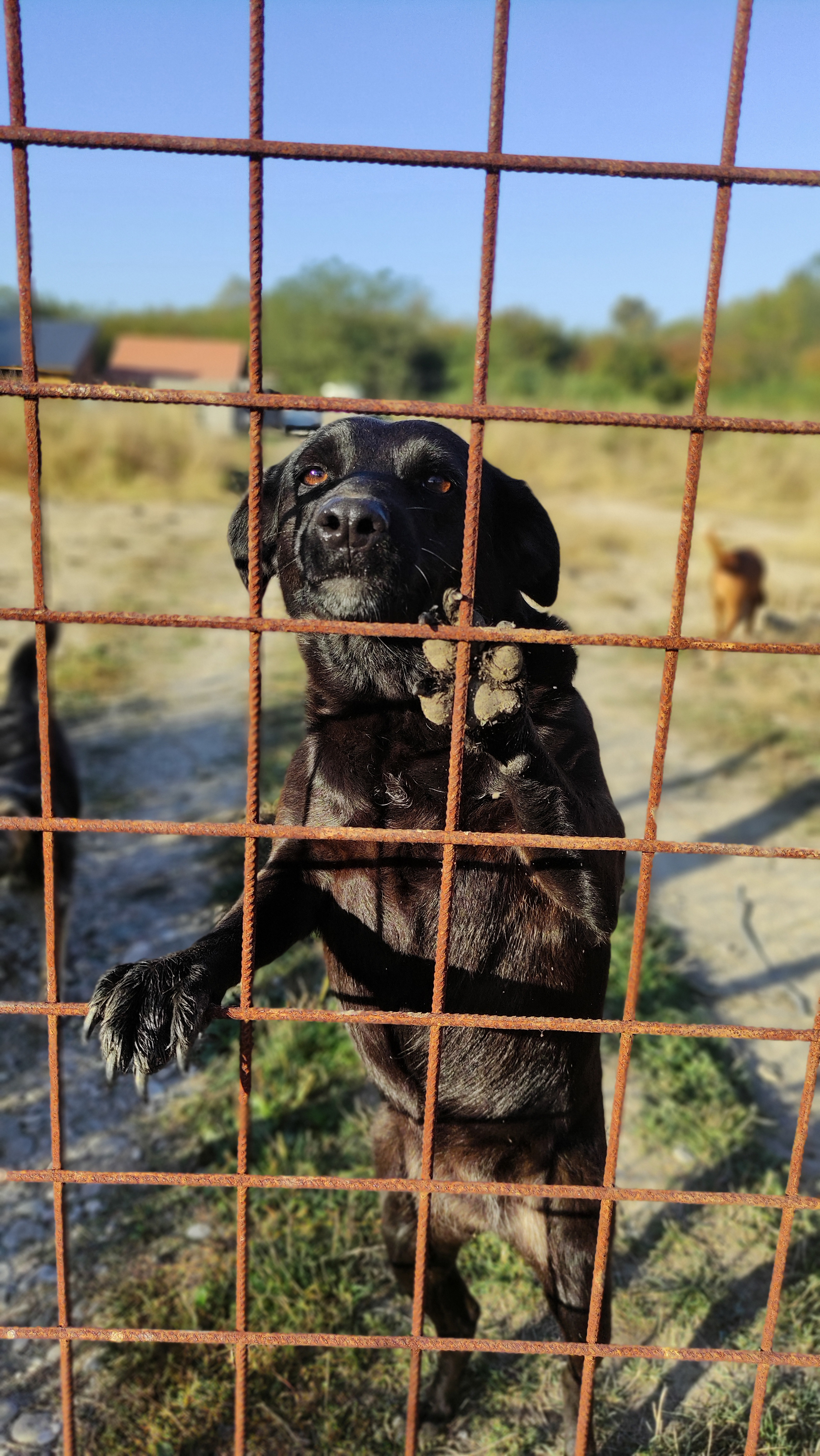 Bijeljina: Udruženja "Medo" i "Aska" trenutno brinu o više od 120 pasa i mačaka, svaka pomoć dobrodošla (FOTO)