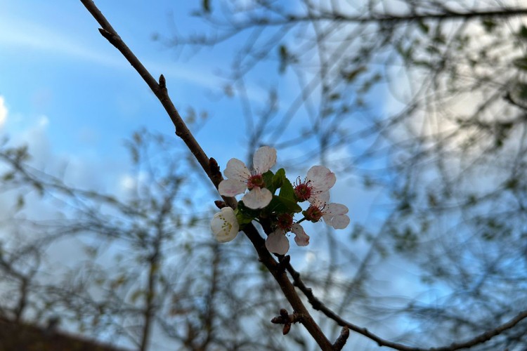 Na pragu novembra probeharala višnja (FOTO)