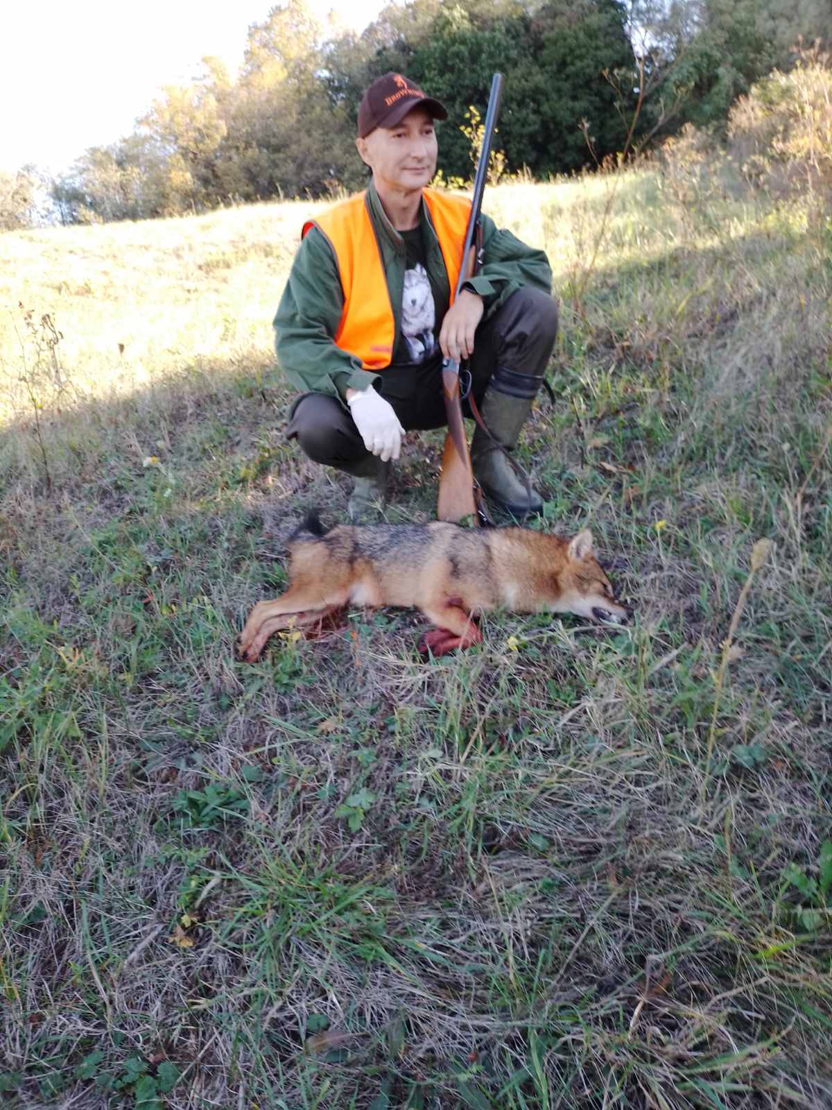 Porast broja šakala, brzog i opasnog predatora, na teritoriji Donje Trnove