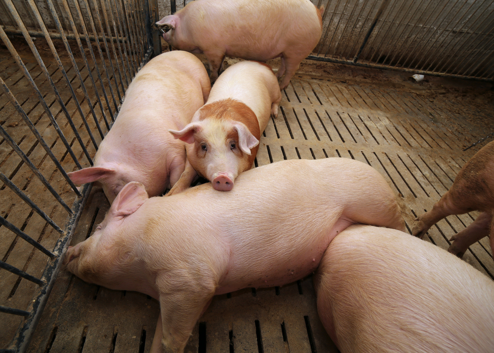 Veliki rizik od prenosa kuge sa divljih svinja na domaće