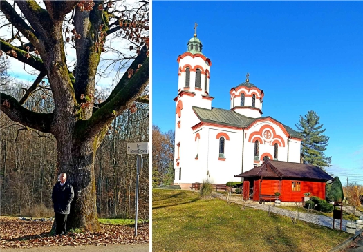 Dragaljevački hrast samotnjak