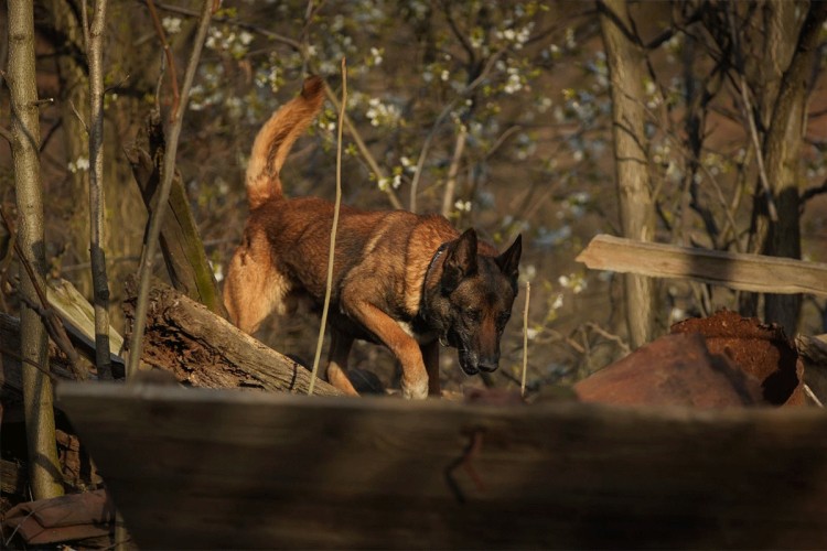 Specijalci MUP-a detaljno pretražuju teren oko kuće ispred koje je Danka nestala (FOTO)