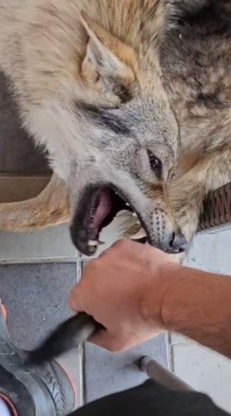 Pjevač udomio vučicu: Bilo je to u pripitom stanju (VIDEO)